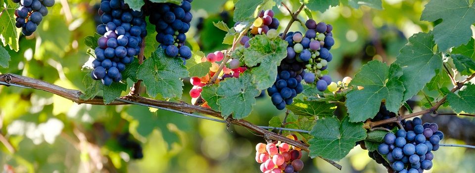 4 pasos esenciales en la gestión energética de la industria vitivinícola